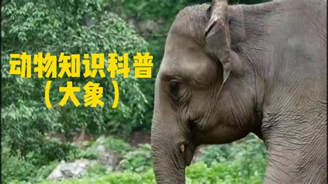 大象的综合介绍，生活习惯及分布区域_腾讯视频