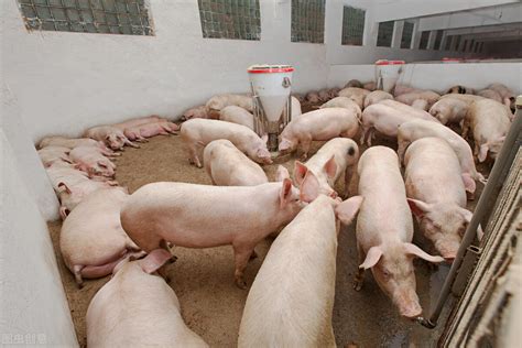 猪价会大幅反弹？农业农村部回应：生猪供应仍处于相对过剩局面！_凤凰网视频_凤凰网