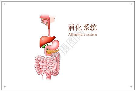 消化系统结构简图图片 消化系统结构简图图片