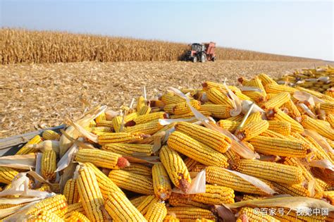 玉米价格稳步下跌，未来玉米还有上涨潜力吗？