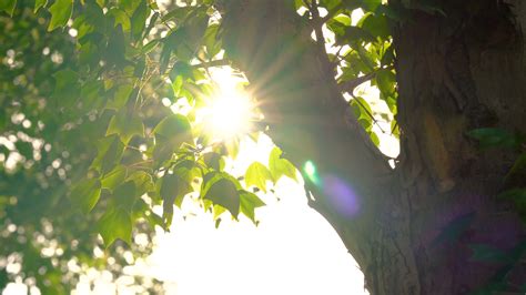 夏日森林阳光照耀夏日绿林阳光照耀高清图片下载-正版图片304396780-摄图网