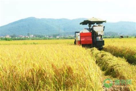 海南建立全球最大野生稻种质资源圃，为水稻育种储备更多优良基因_海南新闻中心_海南在线_海南一家