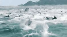实拍：数百只海豚围捕鱼群 座头鲸加入其中_凤凰网视频_凤凰网
