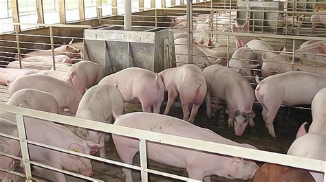 二季度全国生猪存栏将恢复正常 预计猪价下跌趋势不变