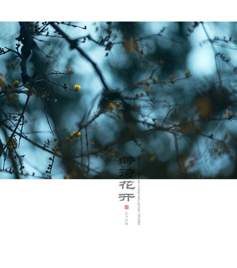 静待花开图片