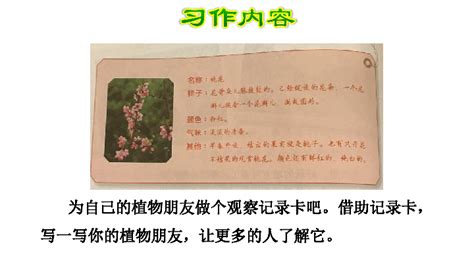 三年级制作植物记录卡,植物观察记录怎么写,制作植物记录卡(第3页)_大山谷图库
