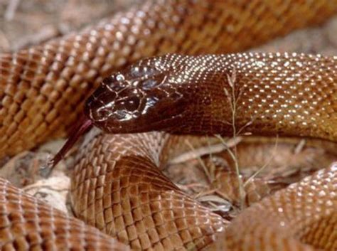 世界上最毒的蛇 这十大毒蛇太危险千万不要遇到-兴趣经验本