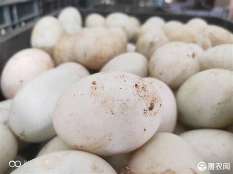 [海鸭蛋批发]海鸭蛋 食用 箱装 惠东海鸭蛋/约70g/个价格8.5元/斤 - 惠农网
