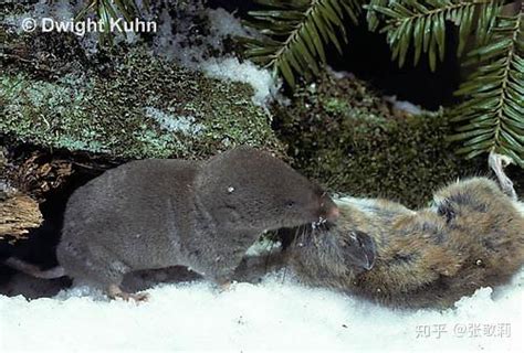 红尾帚尾袋鼩:一种红色尾巴的袋鼩(雄性只活11个月)_小狼观天下