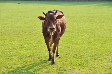 农场中的棕牛肖像自然中的棕牛高清图片下载-正版图片307183112-摄图网