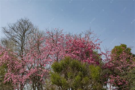 春天繁花似锦百花盛开植物摄影图高清摄影大图-千库网