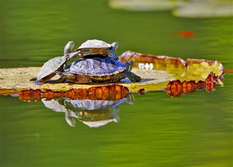 爬行乌龟图片-草地上的爬行乌龟素材-高清图片-摄影照片-寻图免费打包下载