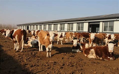 中国农业大学新闻网 综合新闻 [农博士在线]“牛精英”帮你做牧场评估和应激管理