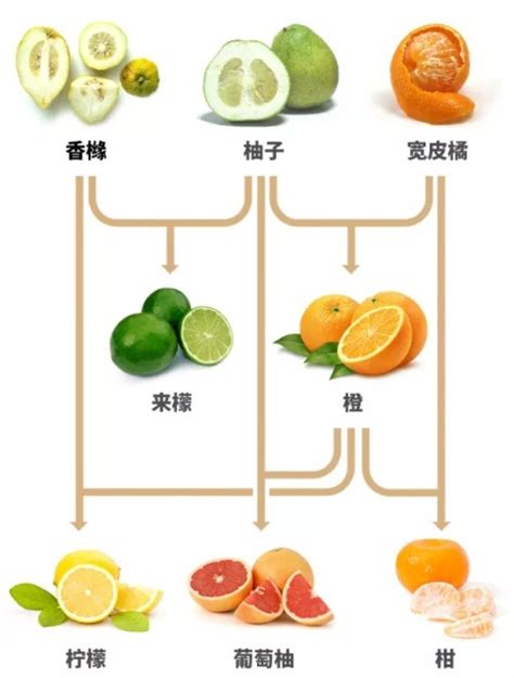 冷知识 | 一图看懂柑橙家族的近亲关系