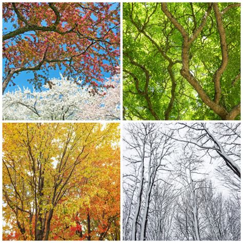 自然季节秋秋天多彩森林季节性橙色晚间图片免费下载_自然风景素材免费下载_办图网