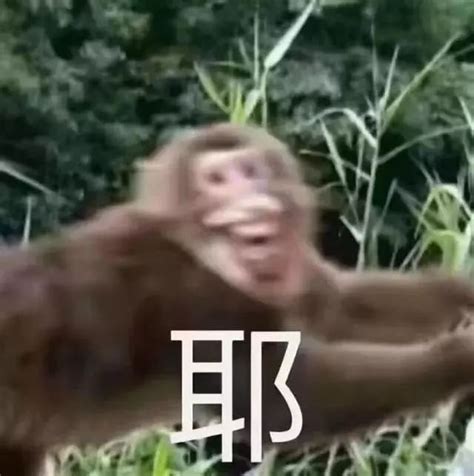 猴子敬礼的样子好可爱_腾讯视频