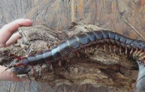 世界上最大的巨型蜈蚣，0.62米的加拉帕格斯巨人蜈蚣_小狼观天下