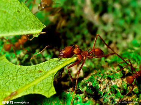 切叶蚁，Marino Ballena 国家公园，哥斯达黎加高清摄影大图-千库网
