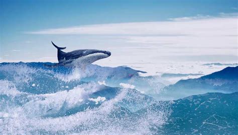 须鲸的自述 须鲸的自述说明文 - 天奇生活