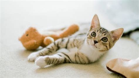 宠物猫咪起什么名字好(宠物猫咪什么名字好听)-小猫百科资讯-分享库