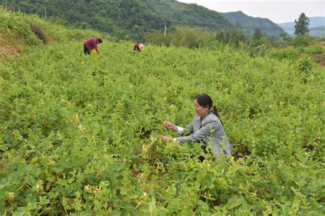 淅川县：金银花成为群众致富增收花-大河网