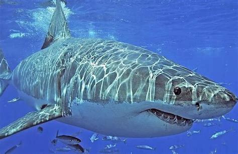 美国女子抓拍大白鲨进食特写镜头 场面惊人 _科技频道_凤凰网