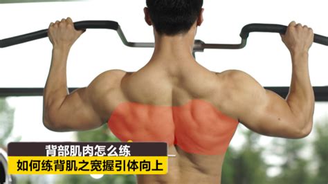 背阔肌位置图片