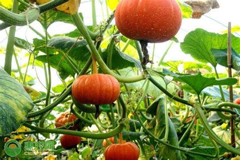 第一次阳台盆栽种南瓜，先看4个技巧，比了解种植步骤更重要！_种子