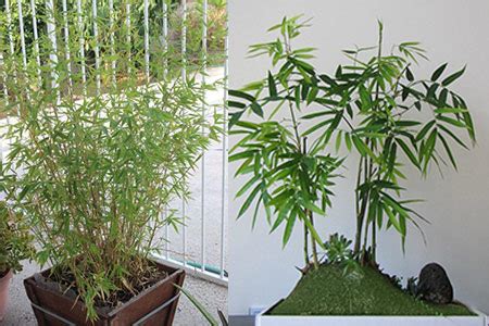 在家里养盆栽竹子，也有很多需要讲究的地方，不能乱养|竹子|盆栽|花盆_新浪新闻