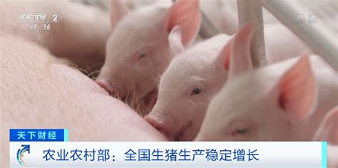 农业农村部最新数据—全国猪肉价27.18元/元，连续四周上涨！_价格