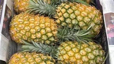 2022年菠萝价格多少钱一斤？ - 惠农网