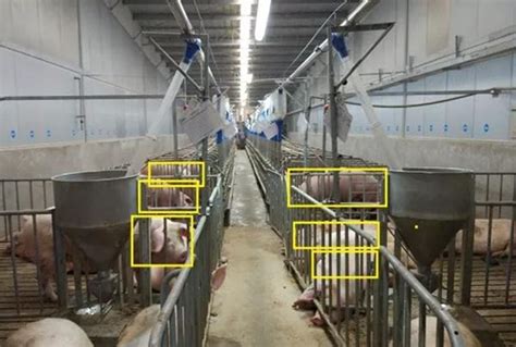 舟山黑猪养殖视频价位家养白猪幼崽 济宁 鸿超-食品商务网