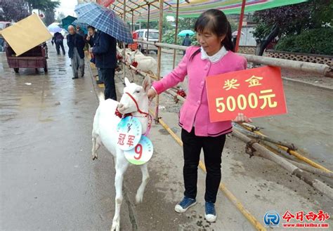 陕西：千阳县第四届莎能奶山羊大赛顺利举行 冠军羊获奖5000元__凤凰网