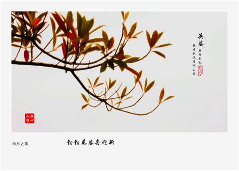 【英姿勃勃迎新年摄影图片】武汉月湖公园生态摄影_美丽的世界_太平洋电脑网摄影部落