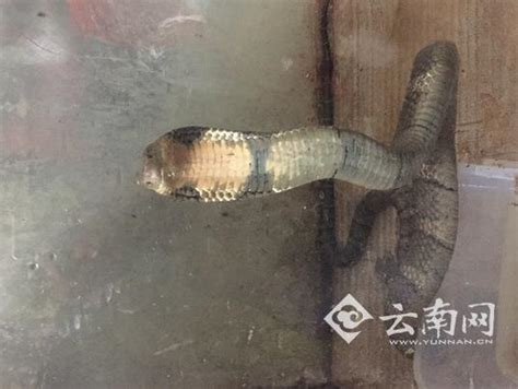 世界第一蛇村在中国： 300万条蛇陪着村民，他们不担心被蛇咬吗？ - 知乎
