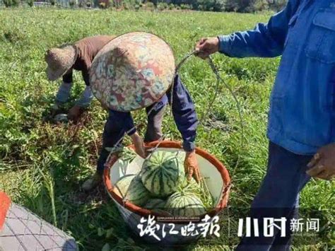 吃空30亩西瓜地，20天吃掉1万斤西瓜，杭州这个社区居民：我们自己都震惊了-爱玩数码