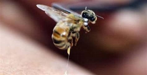 蜜蜂采蜜的过程讲解（你知道蜜蜂是如何采蜜的吗）