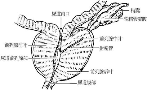 (二)前列腺-人体解剖学-医学