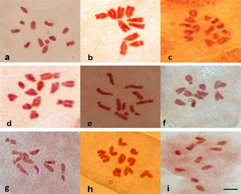 Somatic chromosomes at mitotic metaphase of asativa 2n = 12, bnigra ...