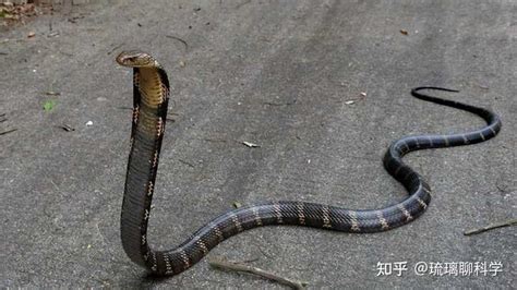 眼镜王蛇大战蟒蛇 最致命最大的两种爬行动物谁能赢？