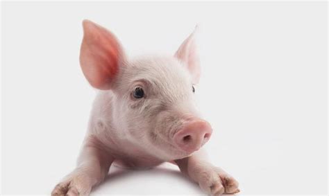 盘点五种适合家养的宠物猪猪,如何饲养我来教你!|宠物猪|猪猪|小香猪_新浪新闻