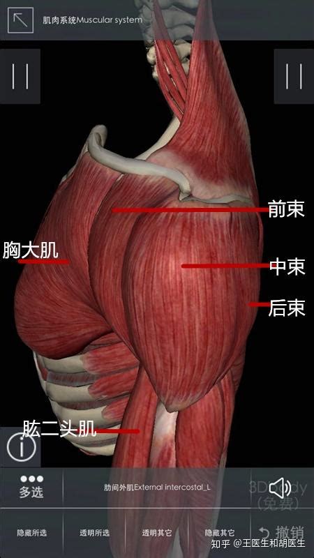 肩关节肌肉解剖图图片 肩关节肌肉解剖图图片