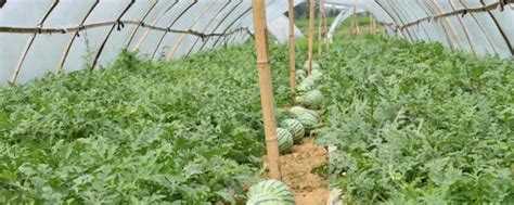 大棚种植西瓜的丰产方式，可轮作套作、嫁接栽培或绑蔓搭架 - 新三农