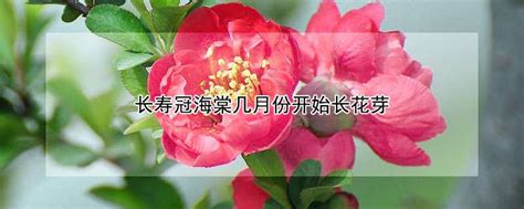 长寿冠海棠几月份开始长花芽-农百科