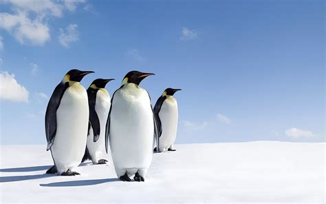 南极洲最大的企鹅是哪一种？ - 南极百科