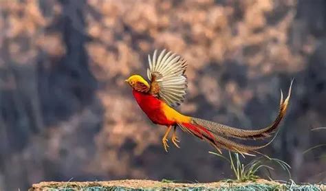 孔雀，俗称凤凰，是百鸟之王，自古以来便被人类视为珍禽异鸟|凤凰|鸟|珍禽_新浪新闻
