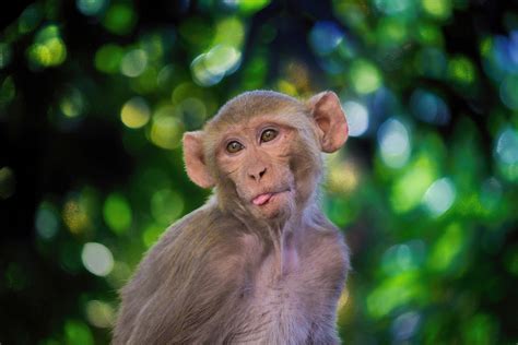 嵩山少林寺的猴子猴孙|摄影|动物|莞尔ERXIAO - 原创作品 - 站酷 (ZCOOL)