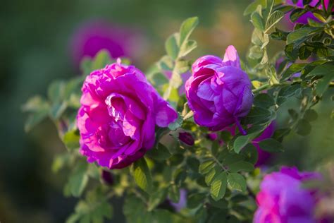花数的含义玫瑰花数的含义及各种花语介绍 – 莘羽花语大全网