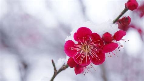 五瓣梅花图片