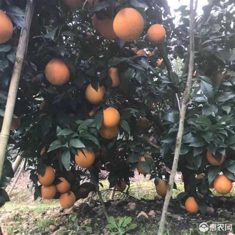港商在郴州宜章种万亩脐橙，为啥一个可以卖到10元港币以上 - 新湖南客户端 - 新湖南